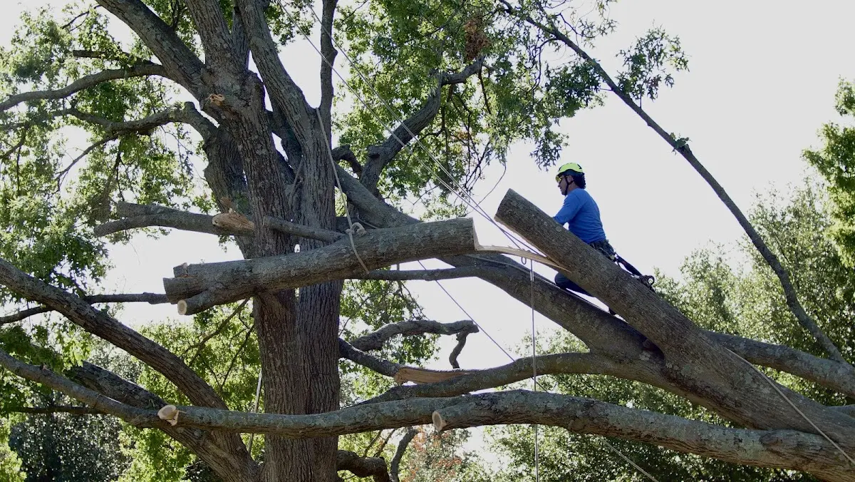 Professional Crown Thinning performed by certified arborists in Wright