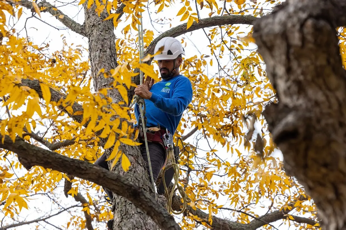 Skilled Tree Planing crew working in Wright