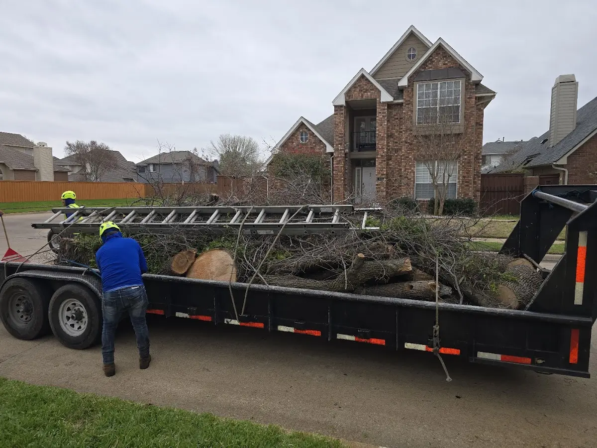 Expert Tree Removal with proper safety equipment in Wright
